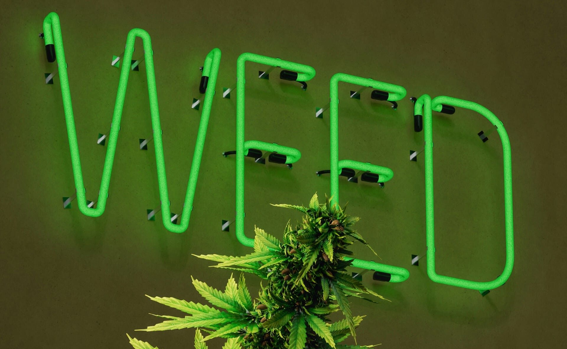 Top Marijuana Strains for 2025: What’s Hot and What to Expect